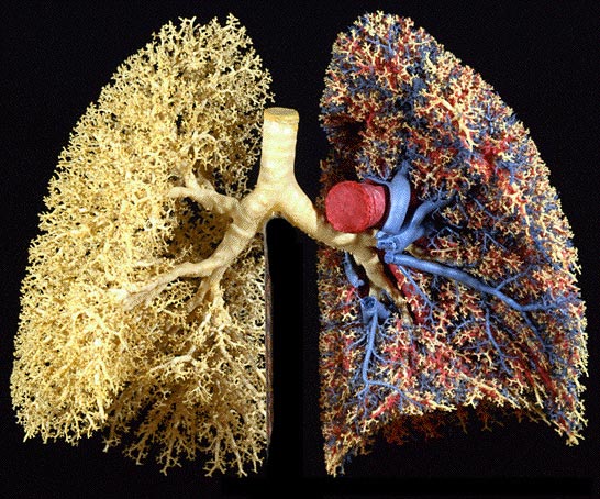 Płuca - każde rozgałęzienie podobne jest do całego organu
